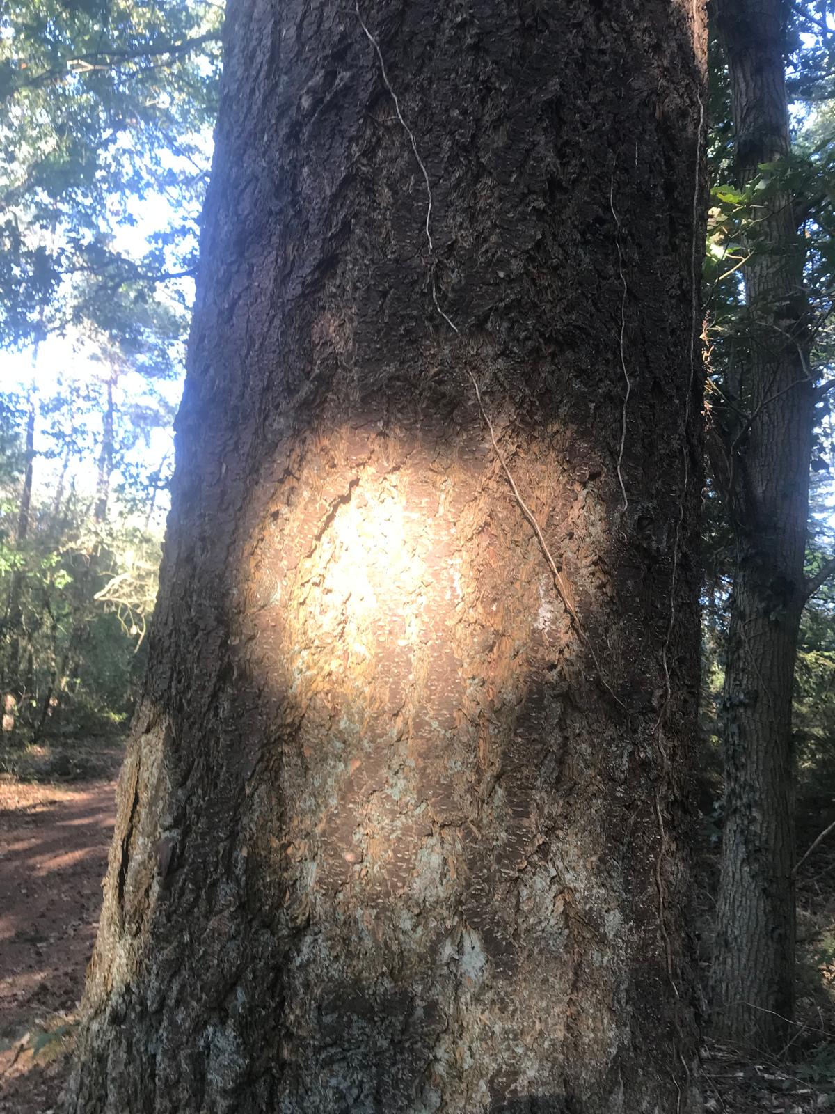 Missende baryonen probleem